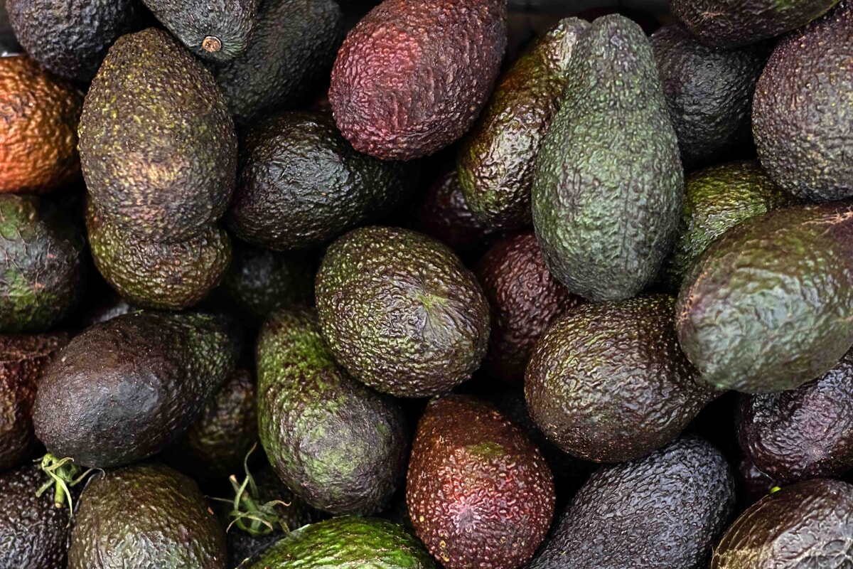 trattore frutteto e avocado in sicilia