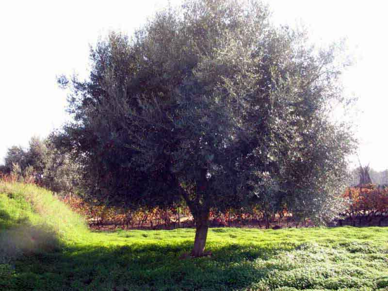 Potatura olivo : vaso  a chioma libera