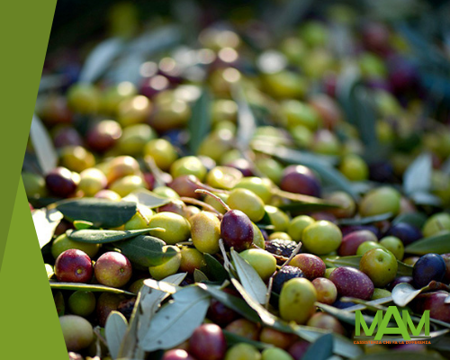 Come raccogliere le olive da olio